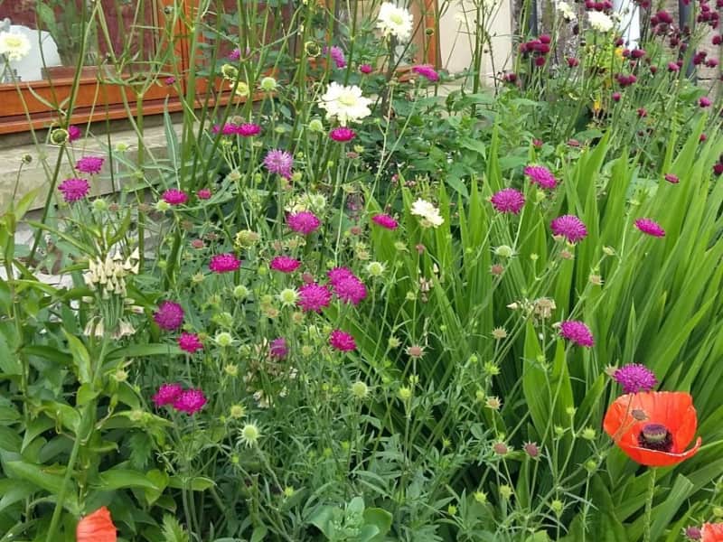 Housesitting assignment in Biggar, United Kingdom