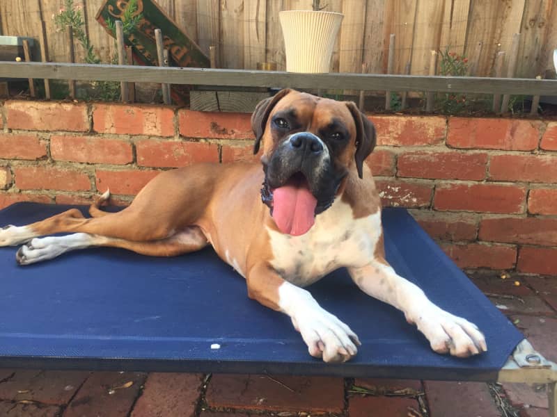 Housesitting assignment in Northcote, Victoria, Australia