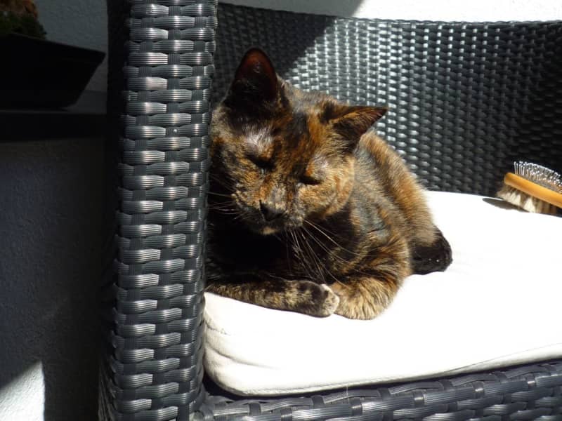 Housesitting assignment in Lausanne, Switzerland