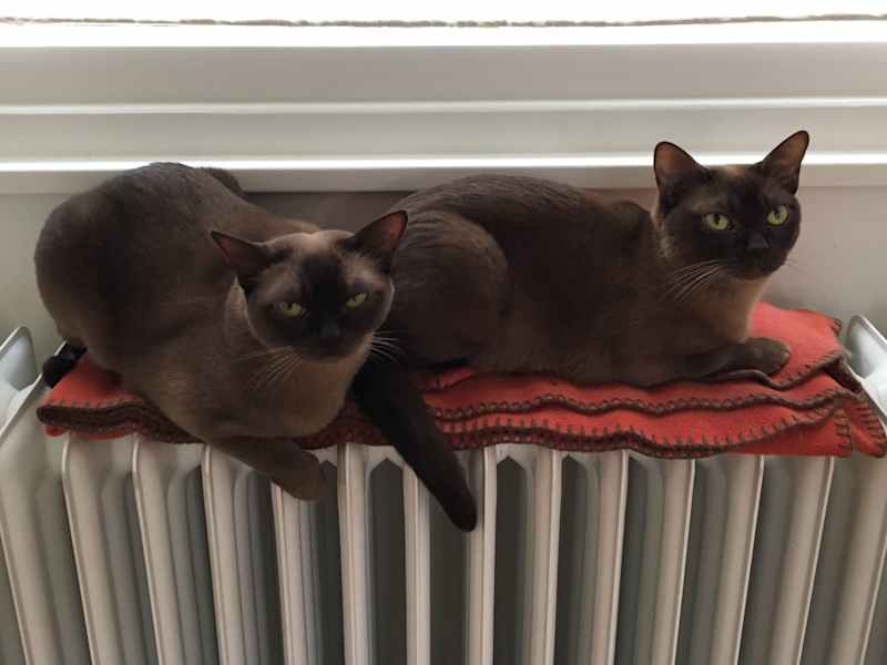Housesitting assignment in Amsterdam, Netherlands