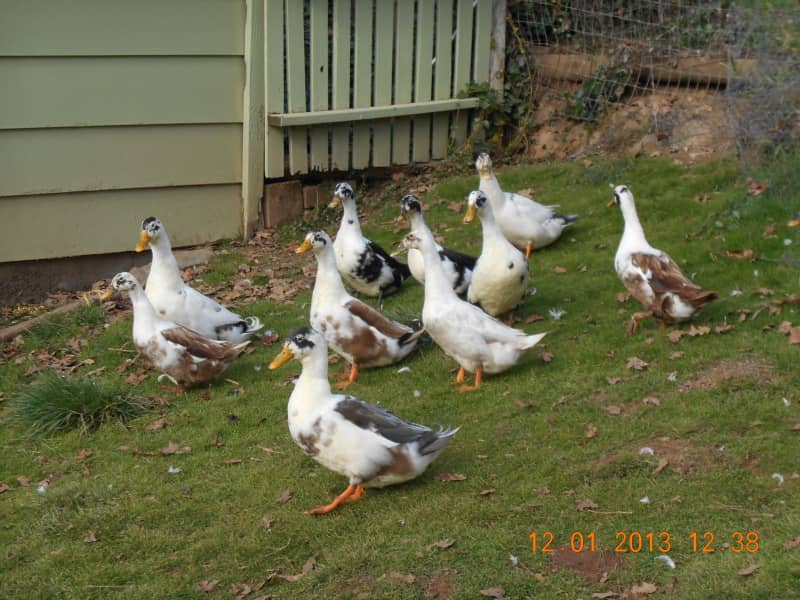 Housesitting assignment in Rogue River, Oregon, United States