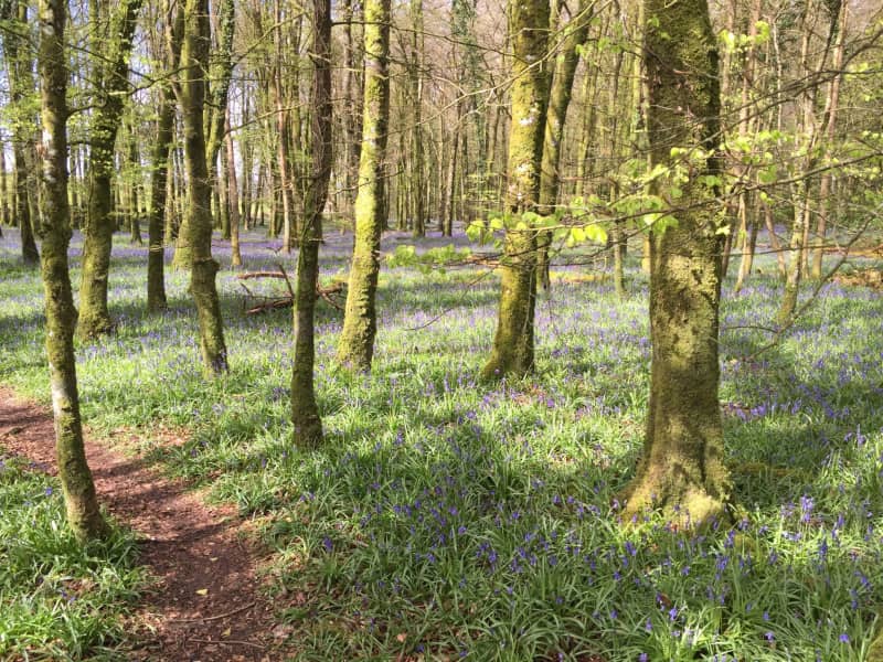 Housesitting assignment in Sligo, Ireland