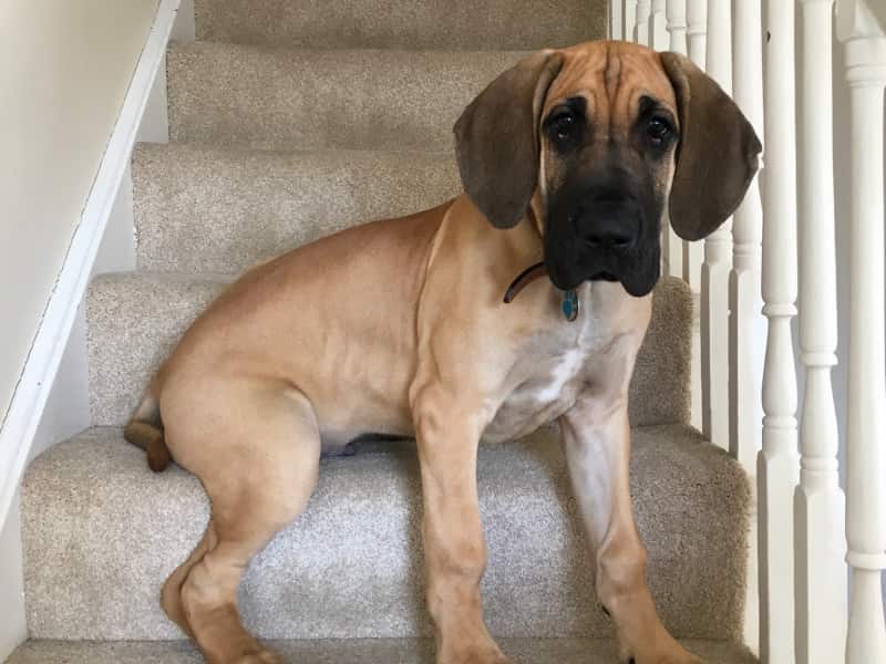 Housesitting assignment in Newport, United Kingdom