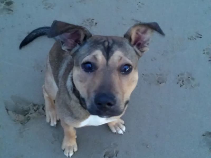 Housesitting assignment in Torquay, Victoria, Australia