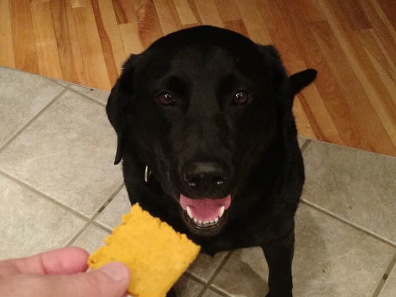 Housesitting assignment in Canmore, Alberta, Canada