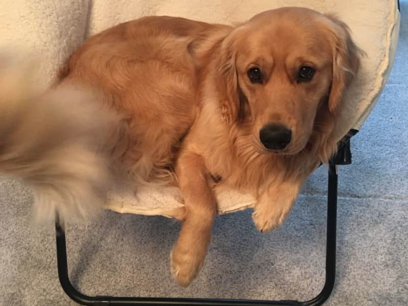 Housesitting assignment in Eden Prairie, Minnesota, United States