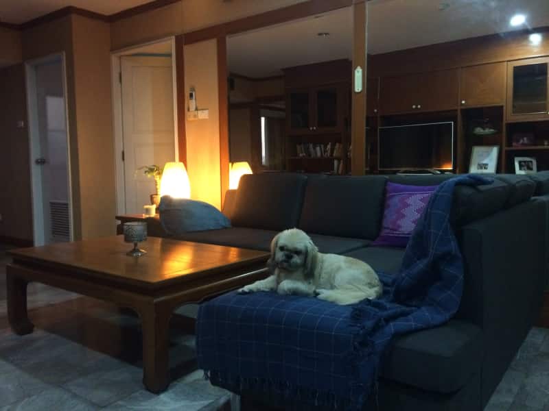 Housesitting assignment in Bangkok, Thailand
