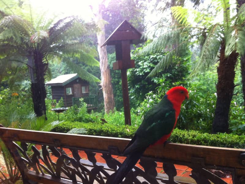 Housesitting assignment in Mount Dandenong, Victoria, Australia