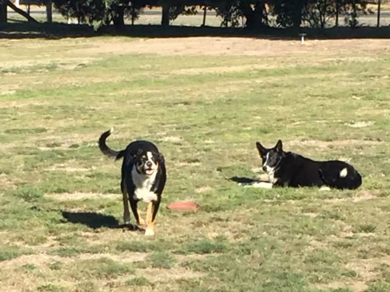 Housesitting assignment in Ballan, Victoria, Australia
