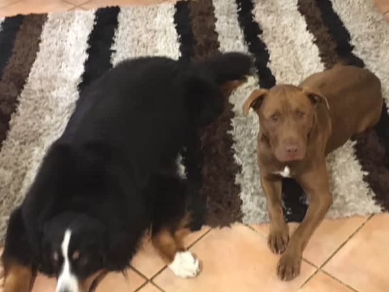 Housesitting assignment in New Plymouth, New Zealand