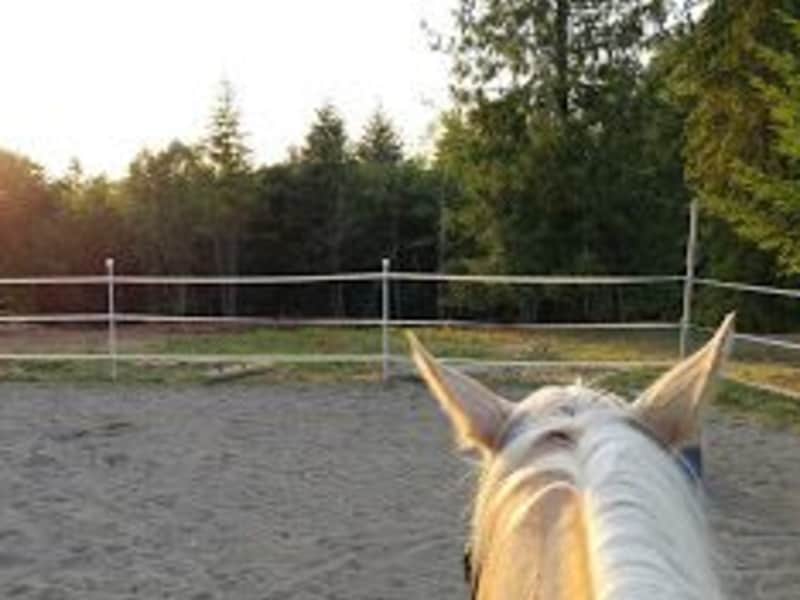 Housesitting assignment in Bellingham, Washington, United States