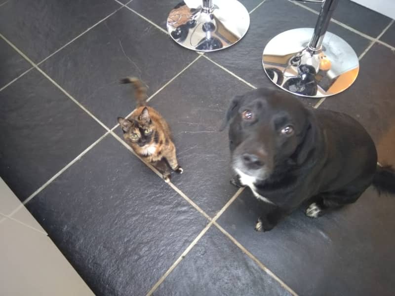 Housesitting assignment in Church Gresley, United Kingdom