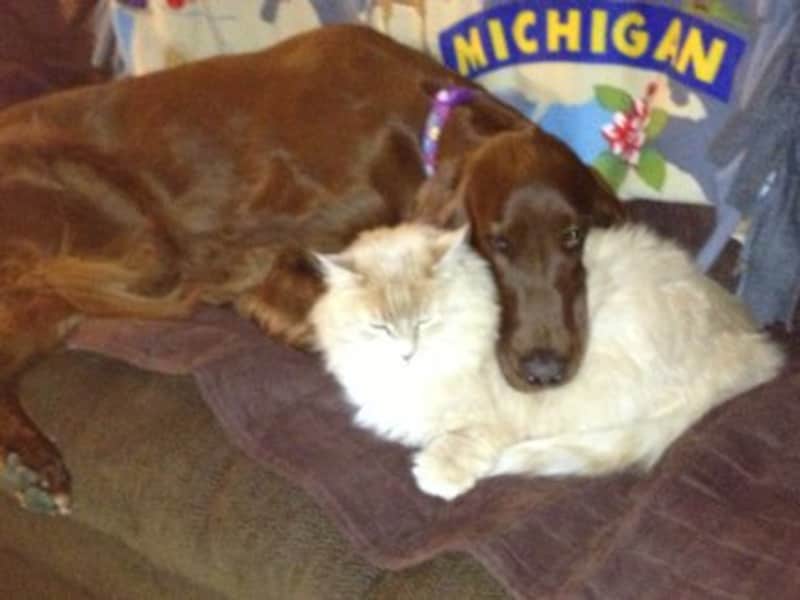 Housesitting assignment in Centennial, Colorado, United States
