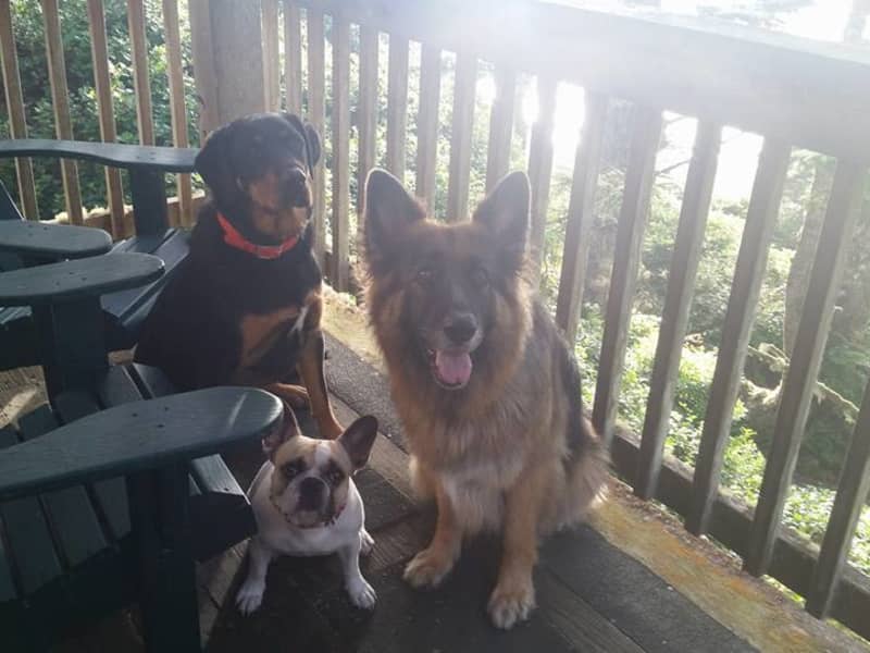 Housesitting assignment in Nanaimo, British Columbia, Canada