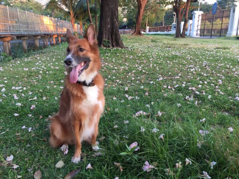 Housesitting assignment in Bangkok, Thailand