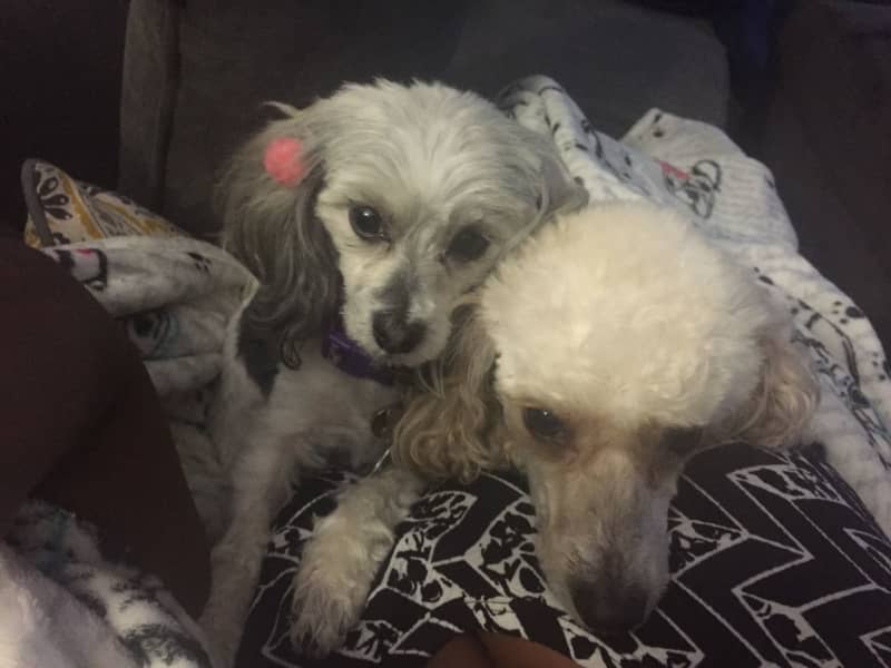 Housesitting assignment in Bloomfield, Connecticut, United States