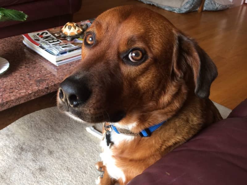 Housesitting assignment in Ottawa, Ontario, Canada