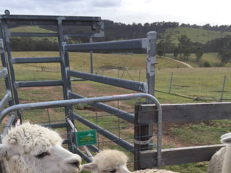 Housesitting assignment in Coongulla, Victoria, Australia