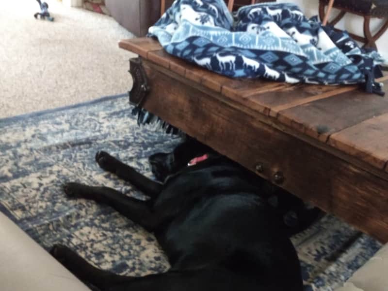 Housesitting assignment in High Point, North Carolina, United States
