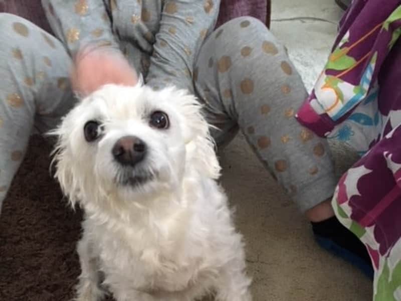 Housesitting assignment in Boorowa, New South Wales, Australia