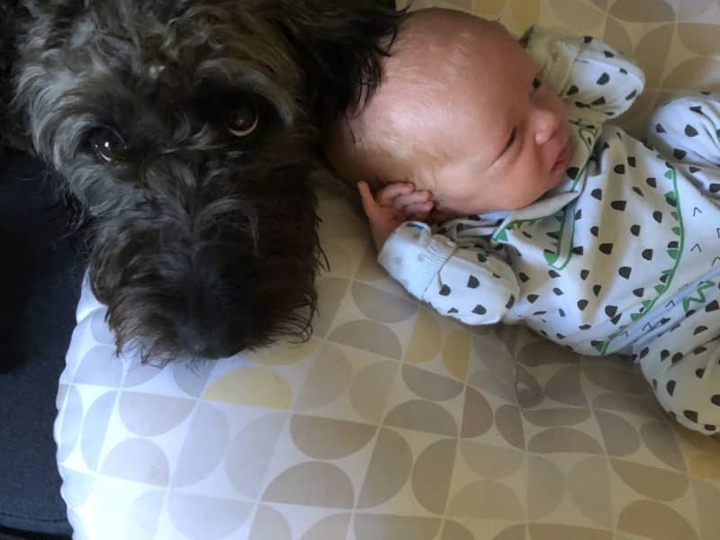 Housesitting assignment in San Anselmo, California, United States