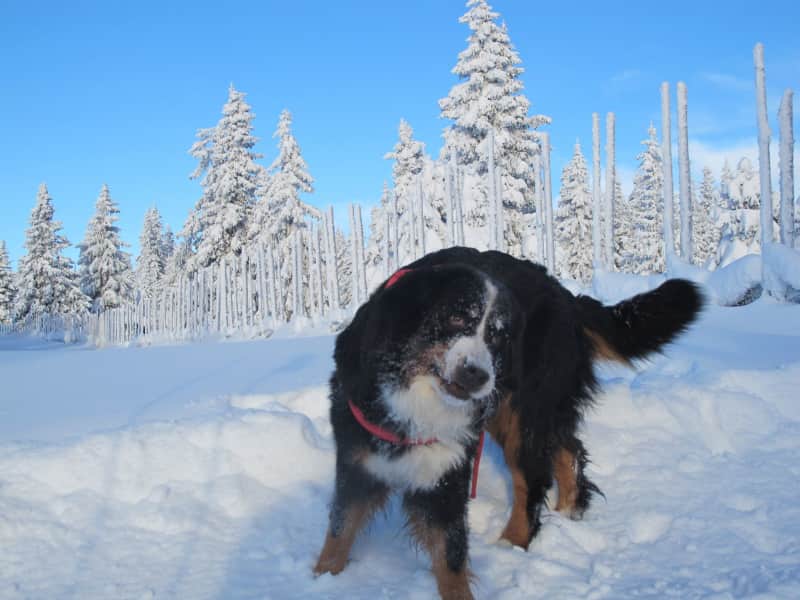 Housesitting assignment in Lillehammer, Norway