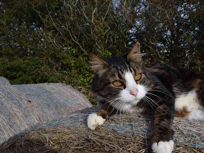 Housesitting assignment in Douglas, Isle of Man