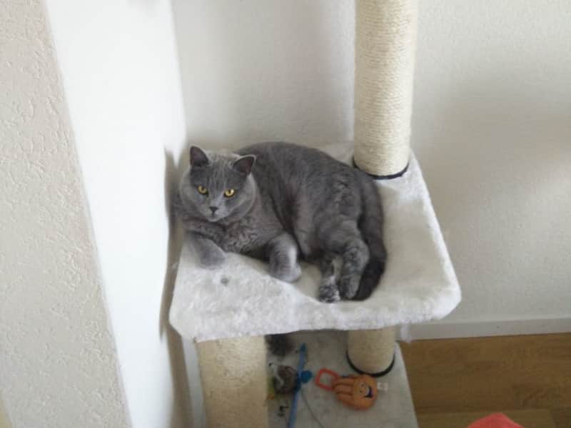 Housesitting assignment in Zürich, Switzerland