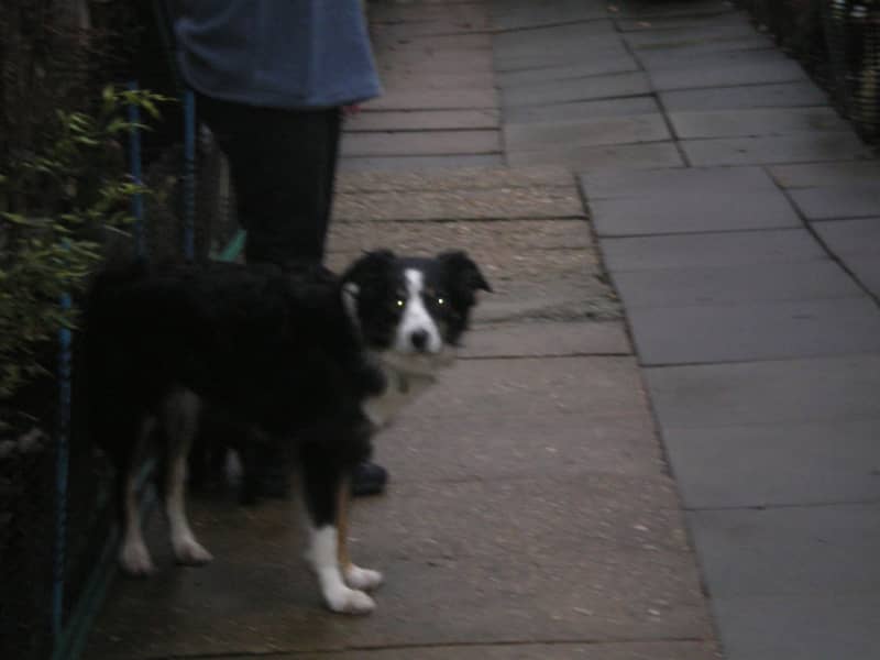 Housesitting assignment in Llanfairpwllgwyngyll, United Kingdom