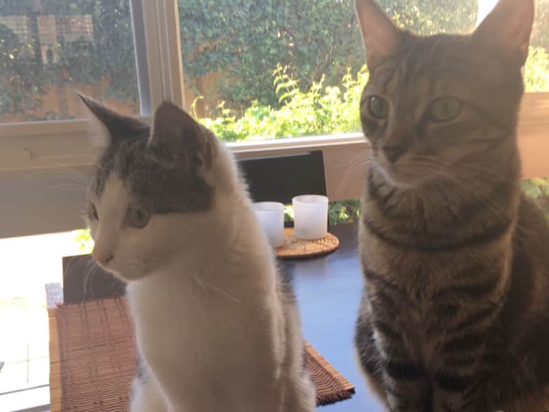 Housesitting assignment in Glen Iris, Victoria, Australia