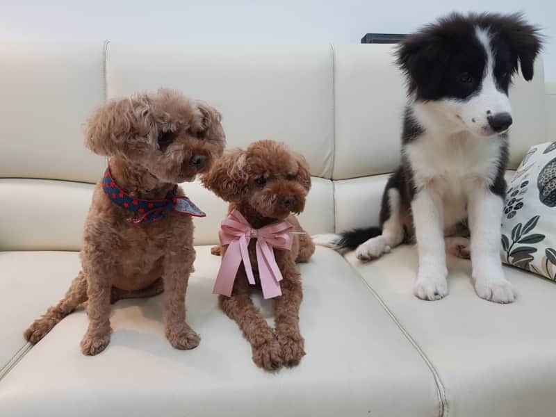 Housesitting assignment in Thủ Dầu Một, Vietnam