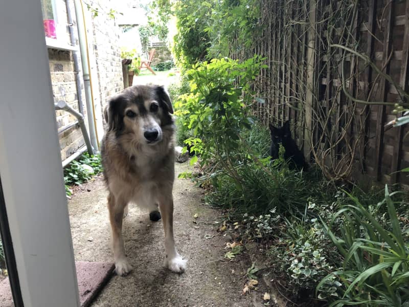 Housesitting assignment in Lower Clapton, United Kingdom