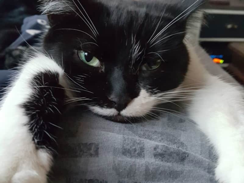 Housesitting assignment in Twickenham, United Kingdom