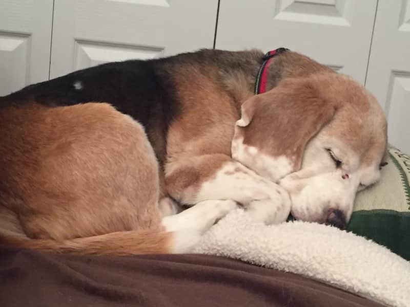 Housesitting assignment in Ponoka, Alberta, Canada
