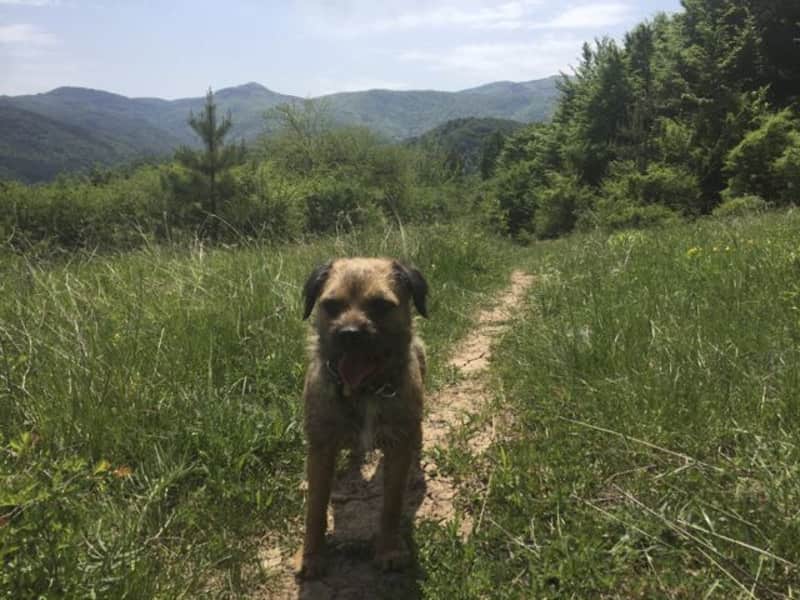Housesitting assignment in Tryavna, Bulgaria
