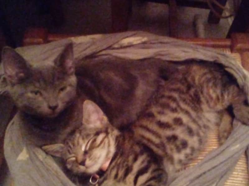Housesitting assignment in Clapham, United Kingdom
