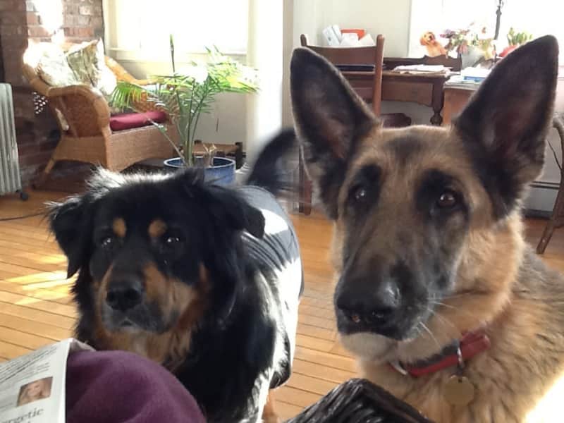 Housesitting assignment in Hull, Massachusetts, United States