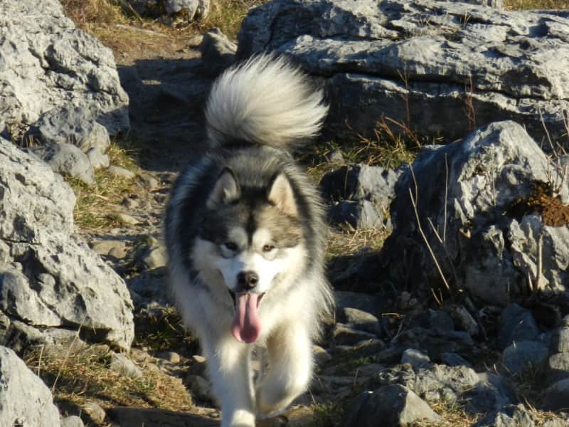 Housesitting assignment in Corofin, Ireland