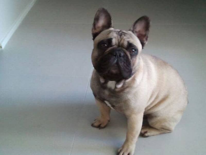 Housesitting assignment in Ashtonfield, New South Wales, Australia