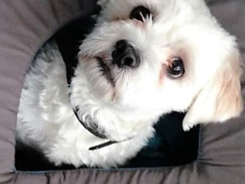 Housesitting assignment in Golborne, United Kingdom
