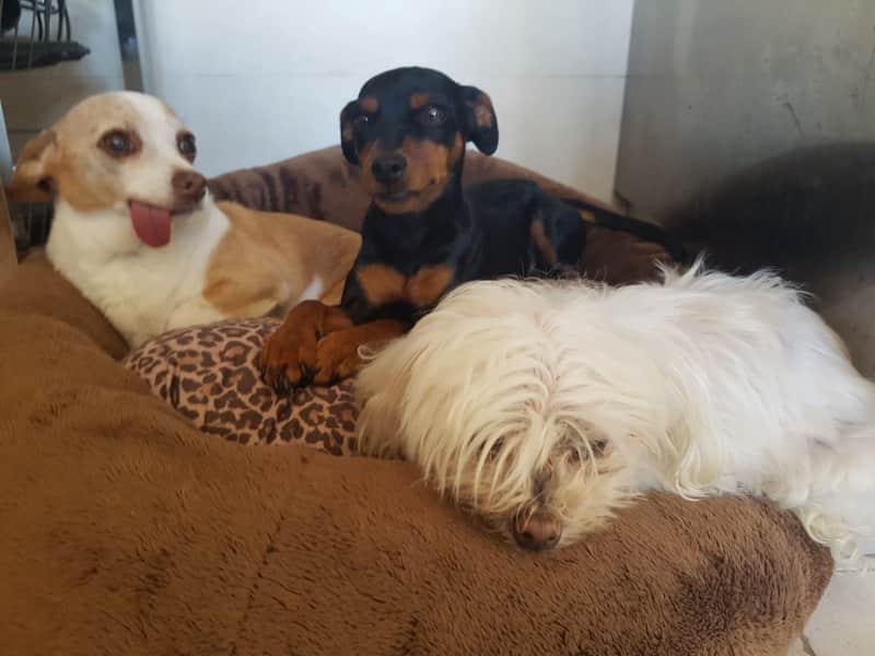 Housesitting assignment in Altea la Vella, Spain