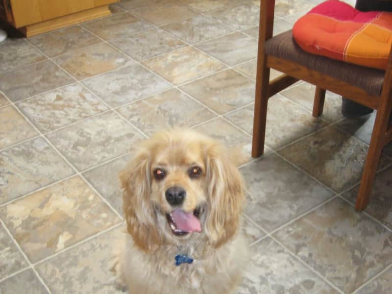 Housesitting assignment in Courtenay, British Columbia, Canada