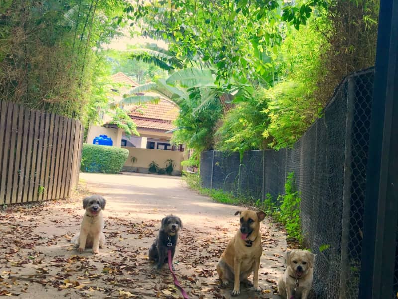 Housesitting assignment in Phuket, Thailand