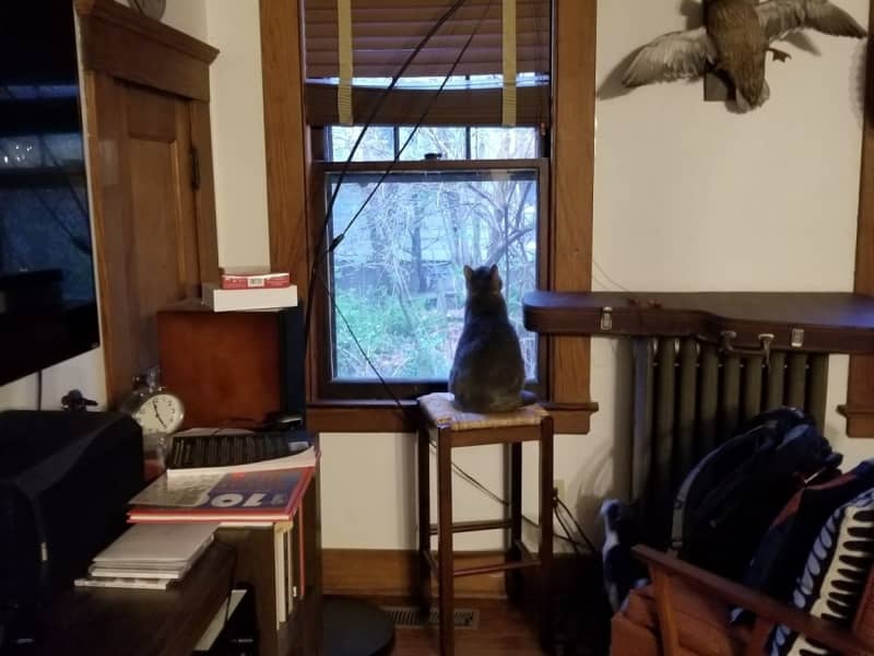 Housesitting assignment in New Haven, Connecticut, United States