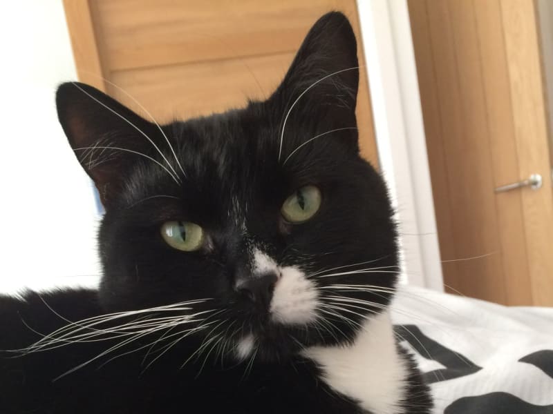 Housesitting assignment in Bournemouth, United Kingdom