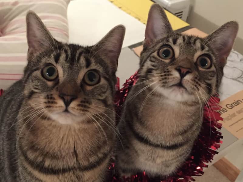 Housesitting assignment in Worthing, United Kingdom
