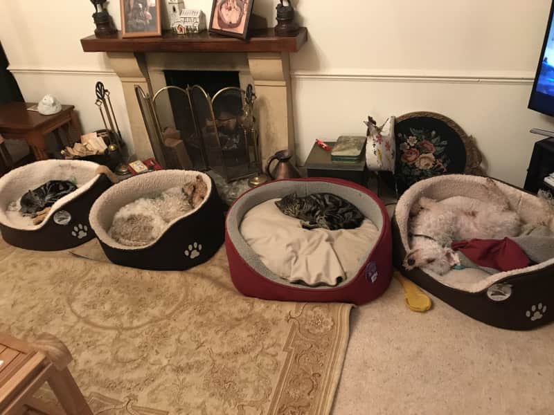 Housesitting assignment in Cirencester, United Kingdom