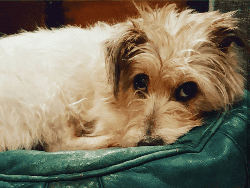 Housesitting assignment in Raglan, United Kingdom