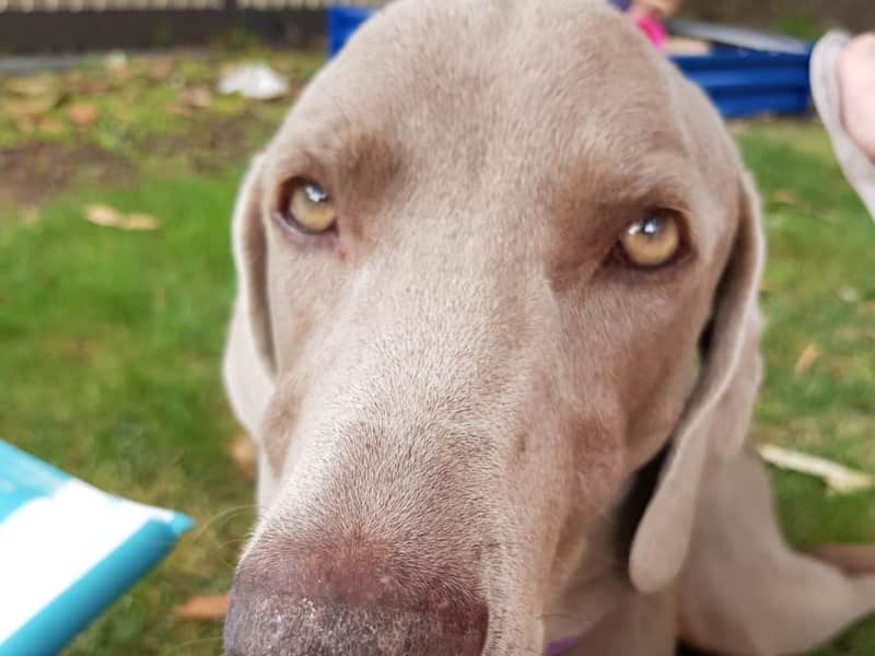 Housesitting assignment in Melbourne, Victoria, Australia