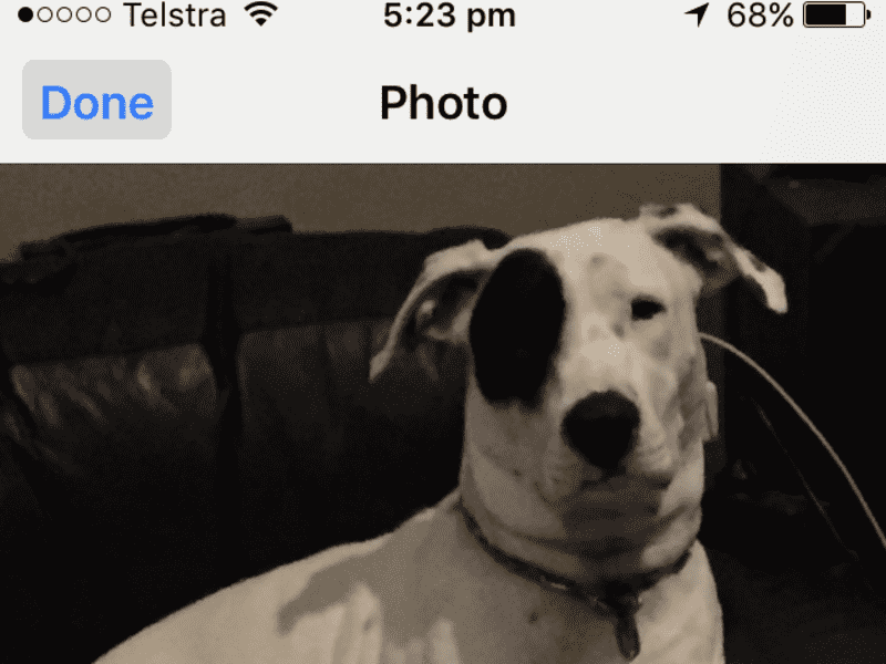 Housesitting assignment in Newcastle, New South Wales, Australia